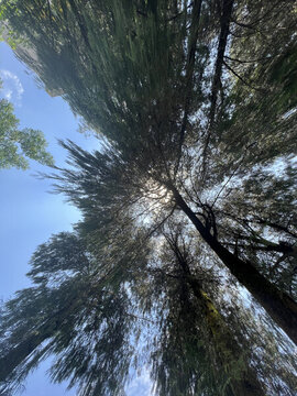 仰視的松樹林