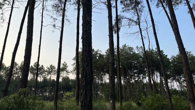松樹剪影