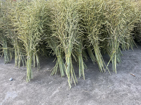 收割油菜角