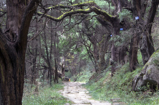 茶馬古道