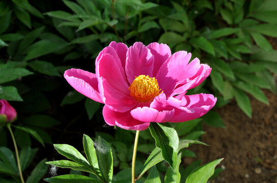 芍藥花側(cè)面