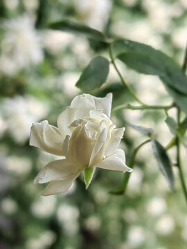 薔薇花開