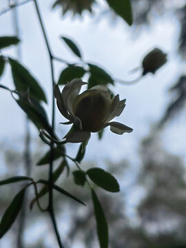 薔薇花