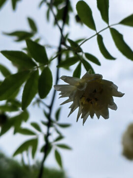 逆光薔薇花