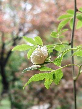 薔薇花開