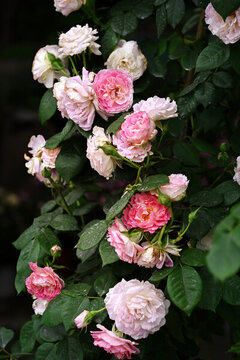 薔薇花