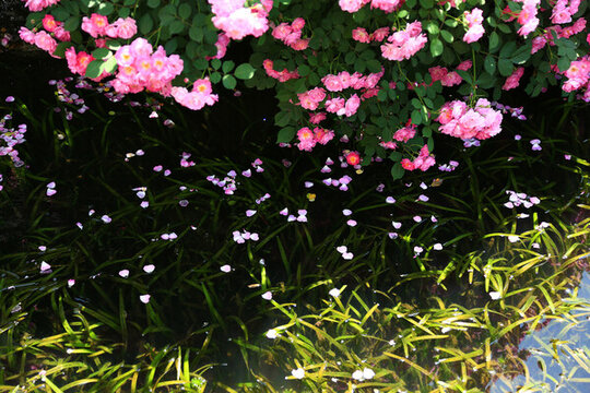盛開的花朵