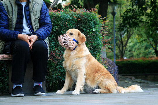 人與狗