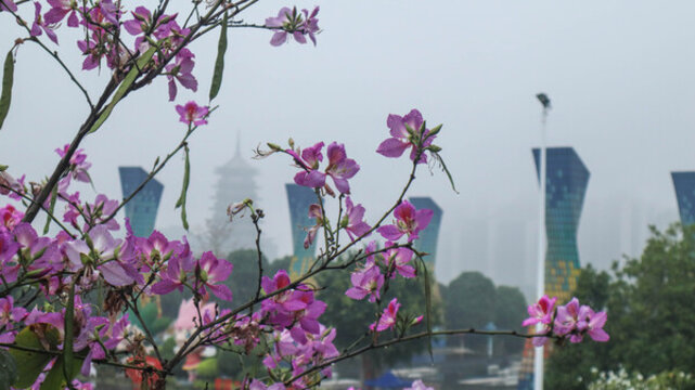 南寧紫荊花