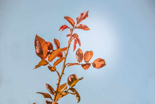 紅葉石楠