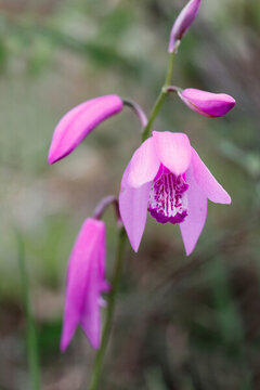 白芨花