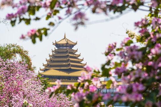 柳州紫荊花