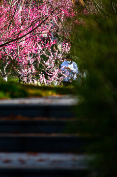 上海莘莊梅園