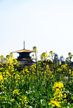 上海廣富林塔油菜花