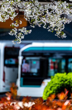 上海浦西公交櫻花車站