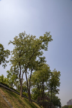 西安環(huán)城公園護(hù)城河