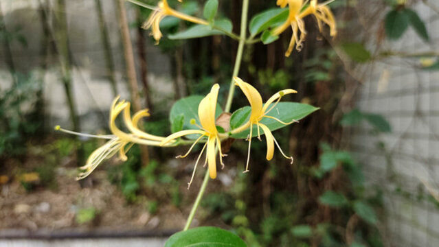 金銀花