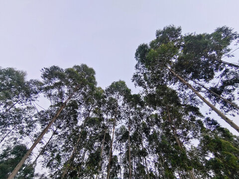 樹影