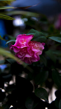 茶花