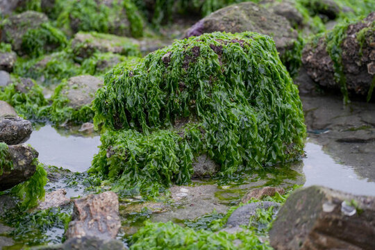 海菜