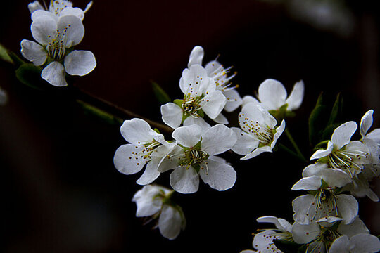 杏花開在暮春里