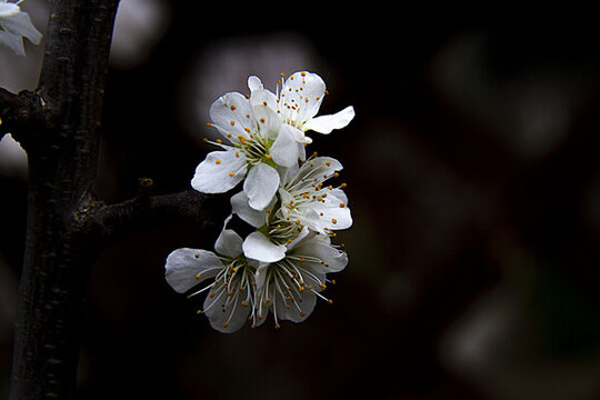 杏花開(kāi)在暮春里