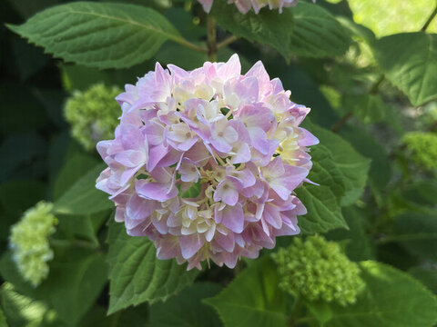 春天里的繡球花
