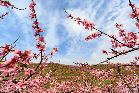 低視角桃花藍(lán)天