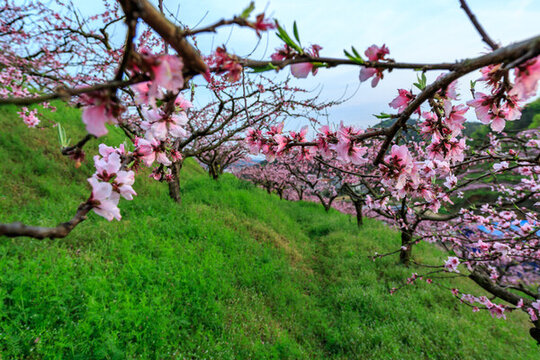 浙中桃花源桃花風(fēng)光