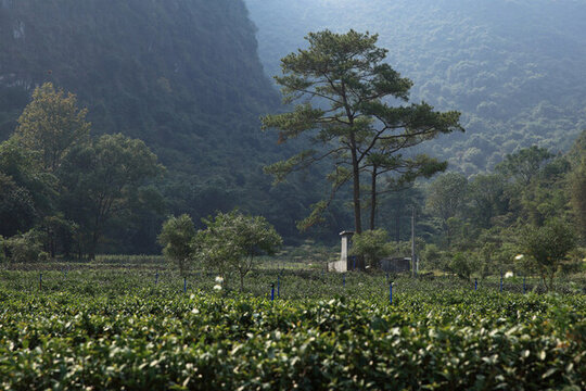 茶園樹木