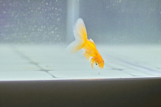 小金魚背景