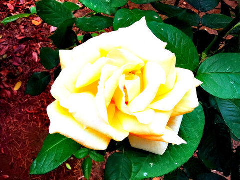 白月季花