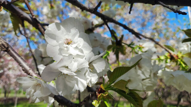 櫻花