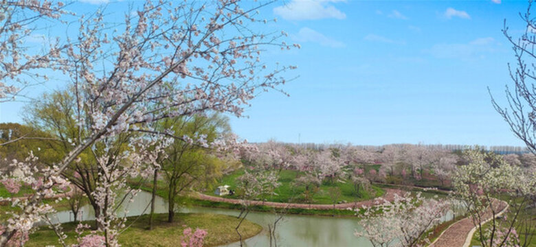 櫻花林