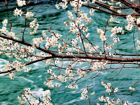 綠水櫻桃花