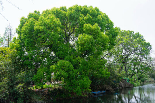 河道綠化樹(shù)