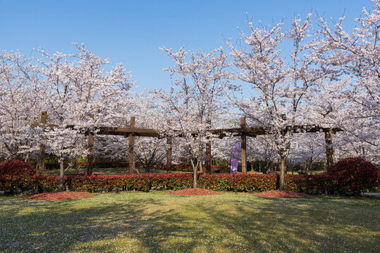 顧村公園櫻花林