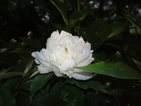 芍藥