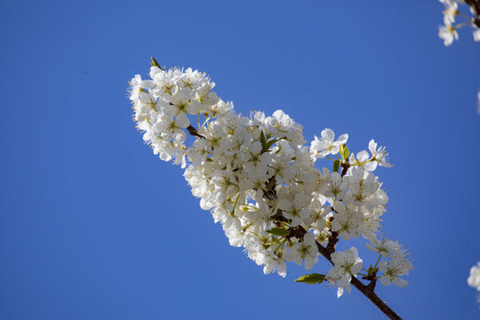 李子樹花