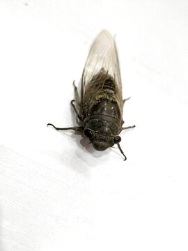 蟬