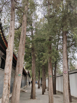 柏樹林
