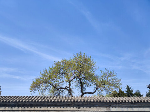 院墻樹和藍(lán)天