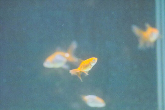 小金魚背景