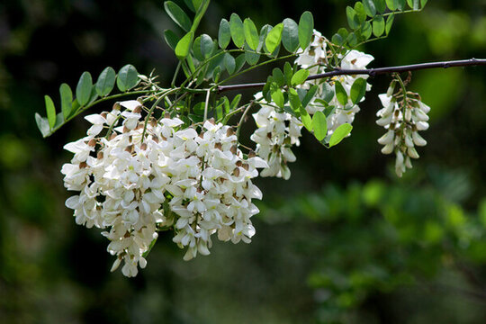 槐樹(shù)花