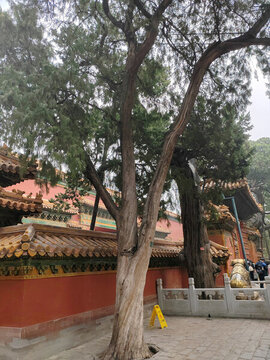 柏樹