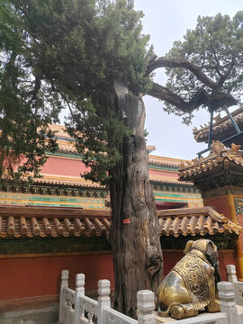 柏樹