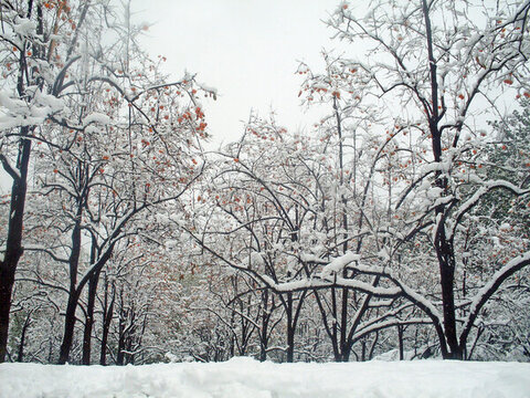 北京理工大學校園雪景