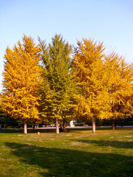 北京理工大學(xué)中心花園金秋校園