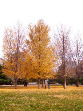 北京理工大學(xué)中心花園金秋校園