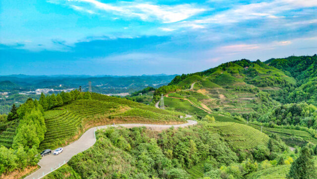 茶山茶園山頂公路